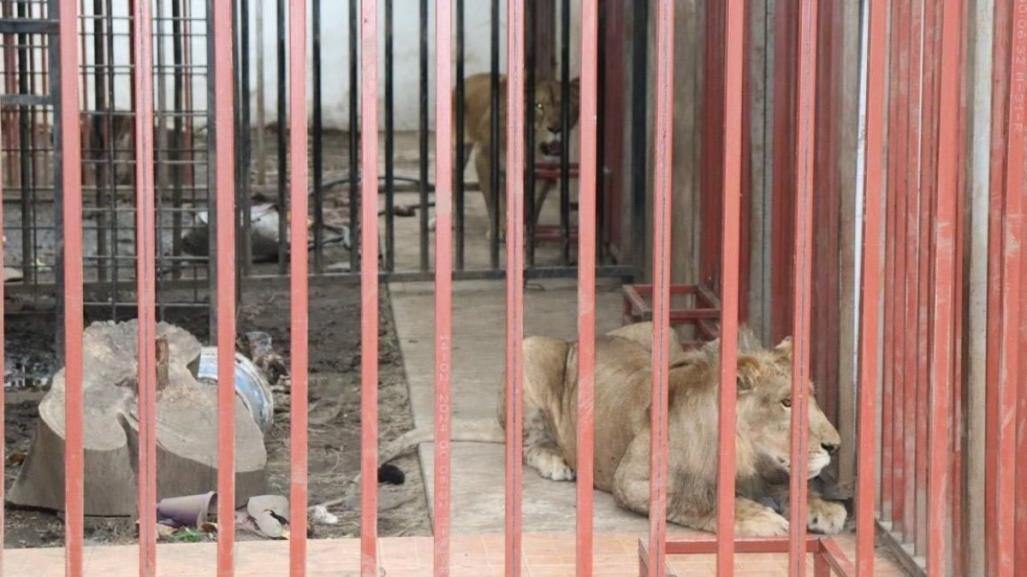 Aseguran dos leones y vehículos en inmueble ubicado en Cuernavaca, Morelos