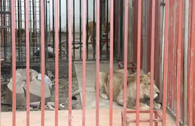 Aseguran dos leones y vehículos en inmueble ubicado en Cuernavaca, Morelos