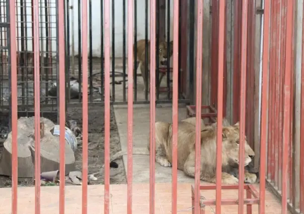 Aseguran dos leones y vehículos en inmueble ubicado en Cuernavaca, Morelos