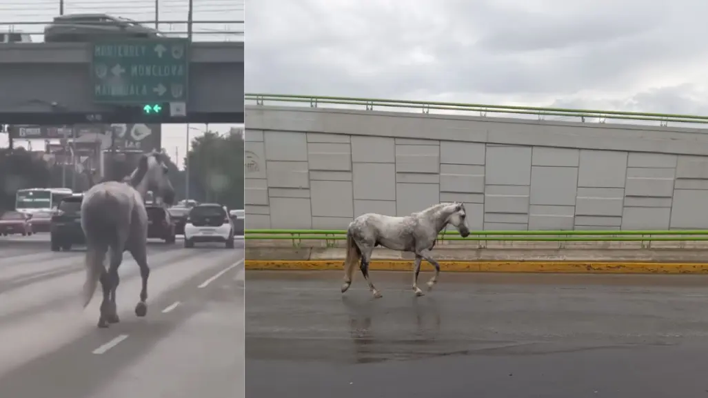 Captan a caballos galopando por puentes de Saltillo 