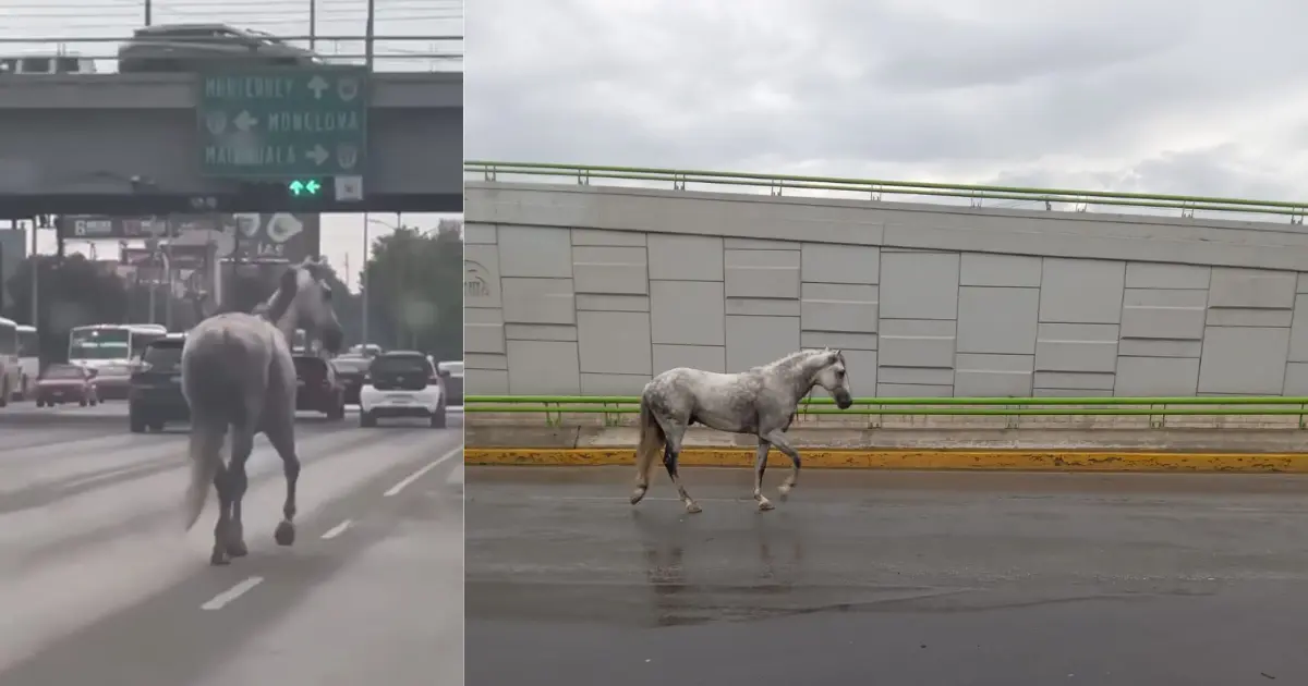 Caballos cabalgando por la ciudad de Saltillo captados en redes sociales / Foto: Redes Sociales