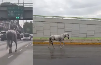 Captan a caballos galopando por puentes de Saltillo 