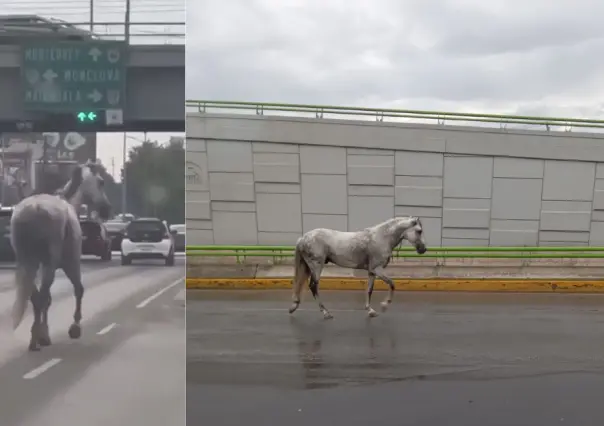 Captan a caballos galopando por puentes de Saltillo 