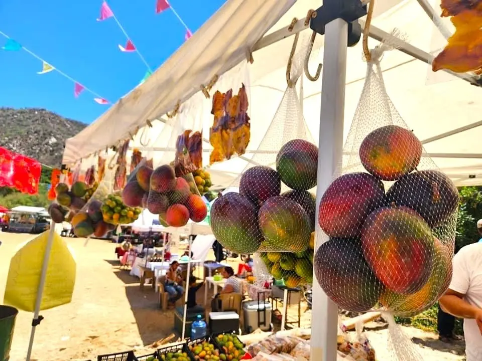 BCS cuenta con mas de 1800 hectáreas para la producción de mango. Foto cortesía por SEPADA