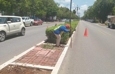 Modernizan el sistema de riego de Paseo de Montejo