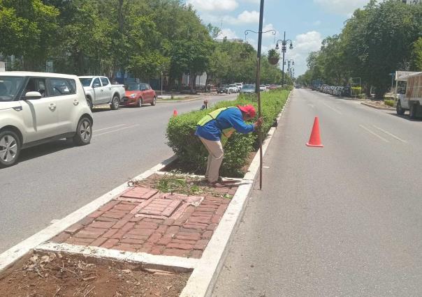 Modernizan el sistema de riego de Paseo de Montejo