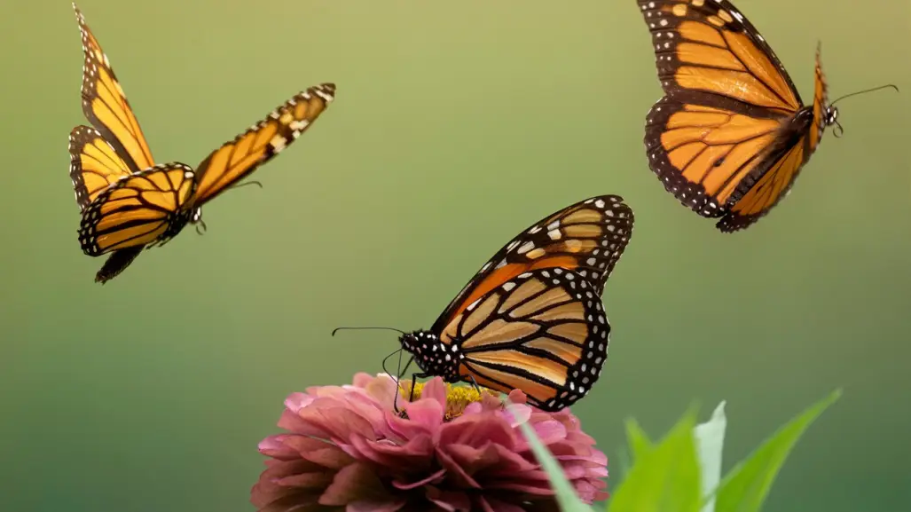 Día Nacional de la Mariposa Monarca: ¿Quieres participar?