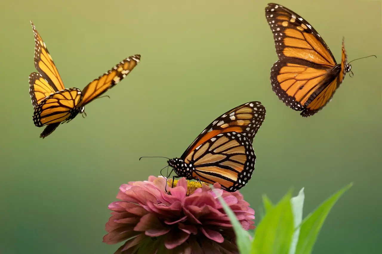 Celebrarán primer día nacional de la mariposa monarca. Foto de Pexels.