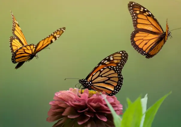 Día Nacional de la Mariposa Monarca: ¿Quieres participar?