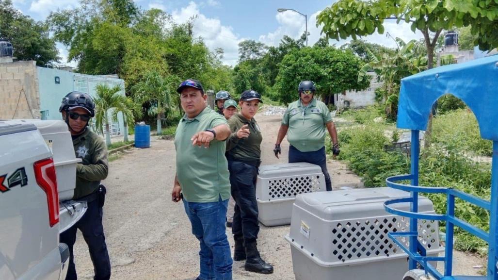 Policía Ecológica de Kanasín logra rescatar a 4 perritos maltratados