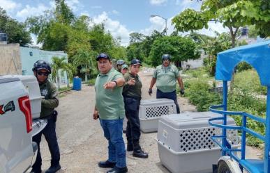 Policía Ecológica de Kanasín logra rescatar a 4 perritos maltratados