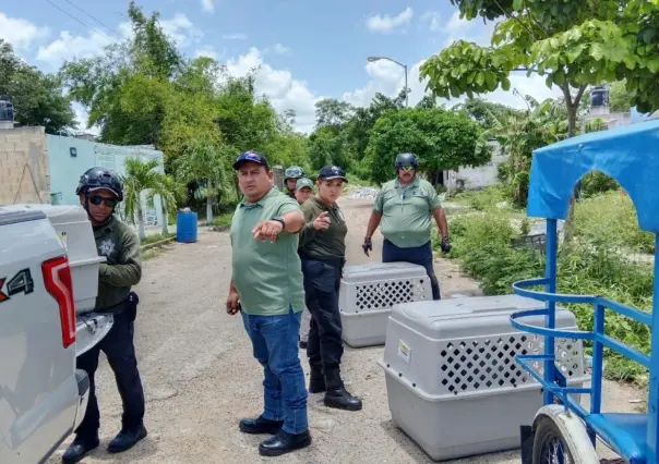 Policía Ecológica de Kanasín logra rescatar a 4 perritos maltratados