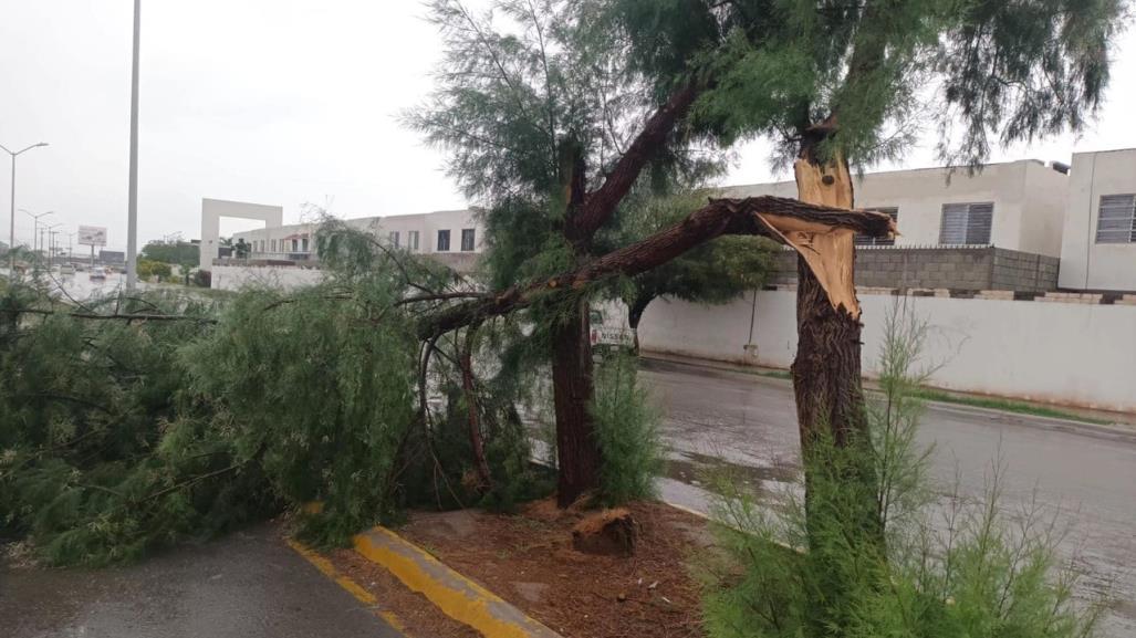 Atiende Protección Civil Torreón reporte de 8 árboles caídos tras lluvia