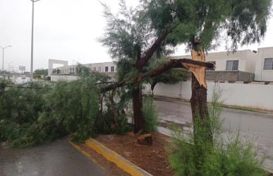 Atiende Protección Civil Torreón reporte de 8 árboles caídos tras lluvia