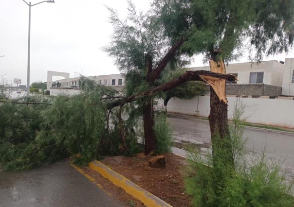 Atiende Protección Civil Torreón reporte de 8 árboles caídos tras lluvia