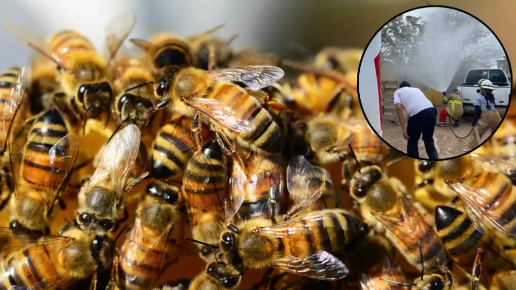 Abejas atacan a dos personas en ejido de San Pedro, Coahuila