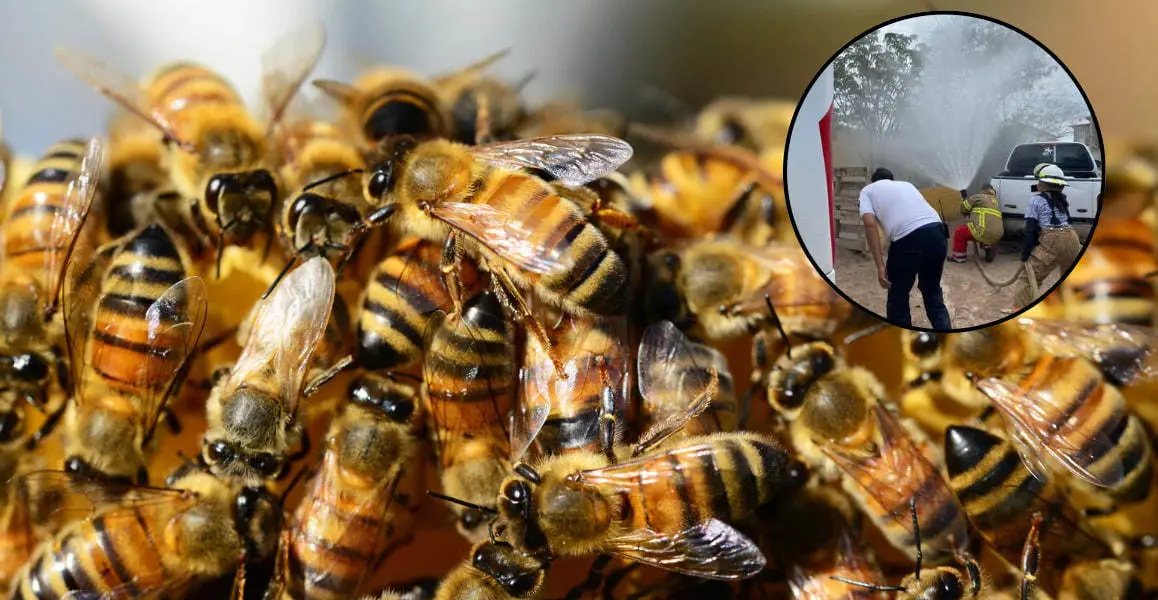 Las abejas atacaron a dos personas en San Pedro, Coahuila. (Fotografía: Canva)