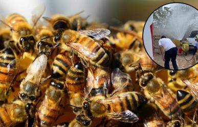 Abejas atacan a dos personas en ejido de San Pedro, Coahuila