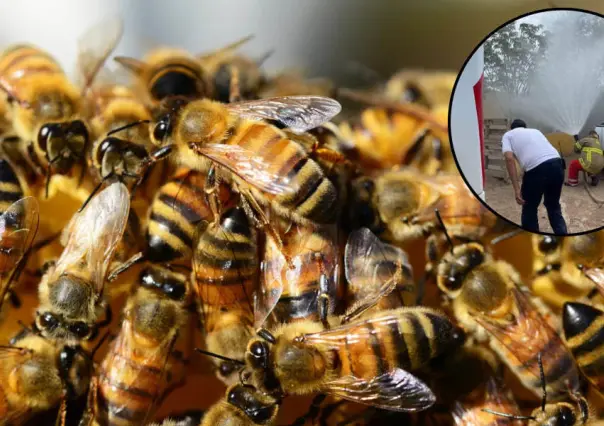 Abejas atacan a dos personas en ejido de San Pedro, Coahuila