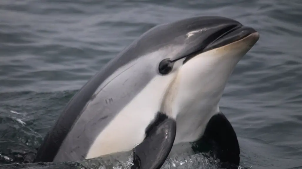 Día Internacional de la Vaquita Marina: Llamado para evitar su extinción