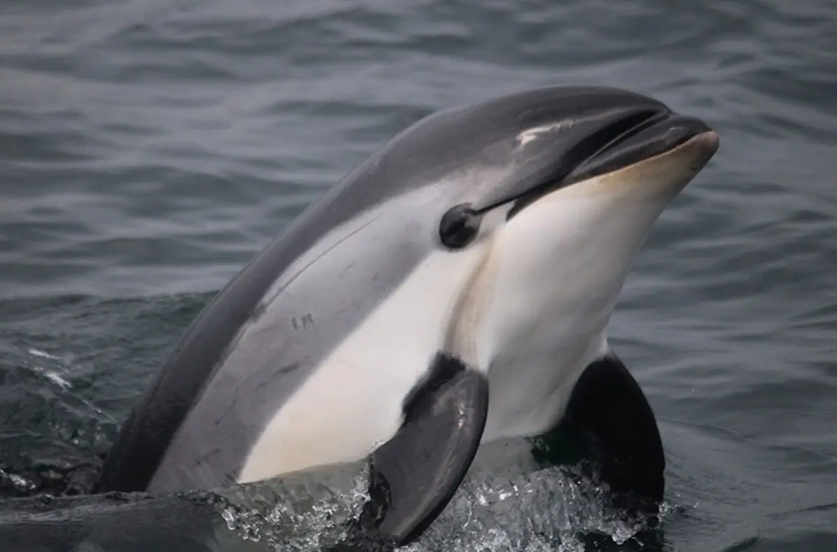 La vaquita marina, también conocida como cochito (Phocoena sinus), es una especie de cetáceo odontoceto que se encuentra en grave peligro de extinción en México.  Foto: hidroponia.mx