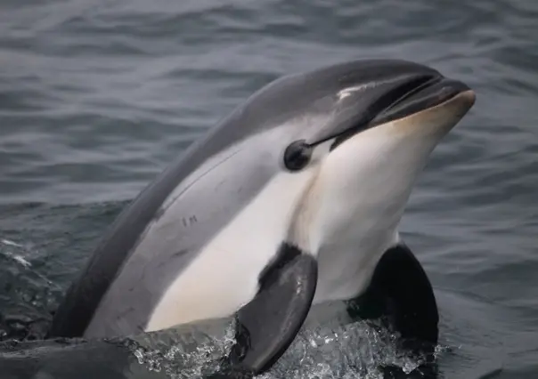 Día Internacional de la Vaquita Marina: Llamado para evitar su extinción