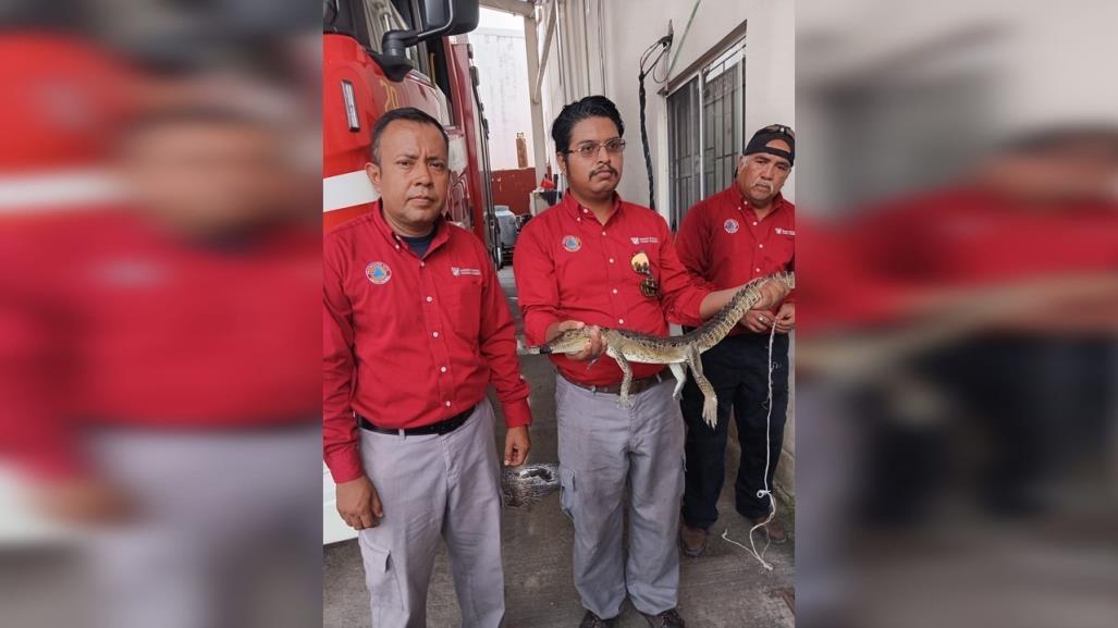 Capturan cría de cocodrilo en vivienda de Madero