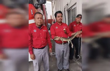 Capturan cría de cocodrilo en vivienda de Madero