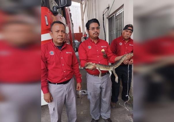 Capturan cría de cocodrilo en vivienda de Madero