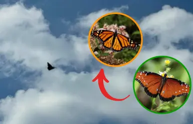 Confusión migratoria: ¿Se adelanta la Mariposa Monarca a Coahuila?