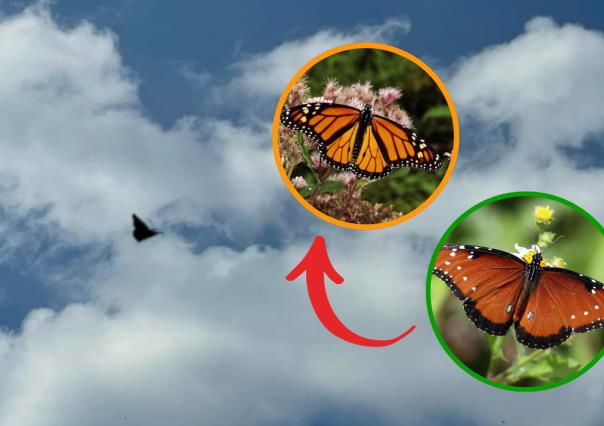 Confusión migratoria: ¿Se adelanta la Mariposa Monarca a Coahuila?