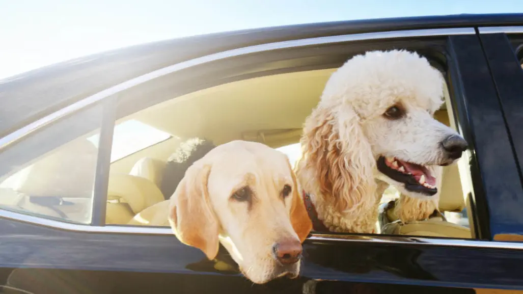 Uber Pet llega a México, la nueva alternativa de movilidad para mascotas