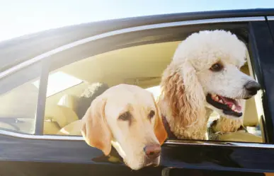 Uber Pet llega a México, la nueva alternativa de movilidad para mascotas