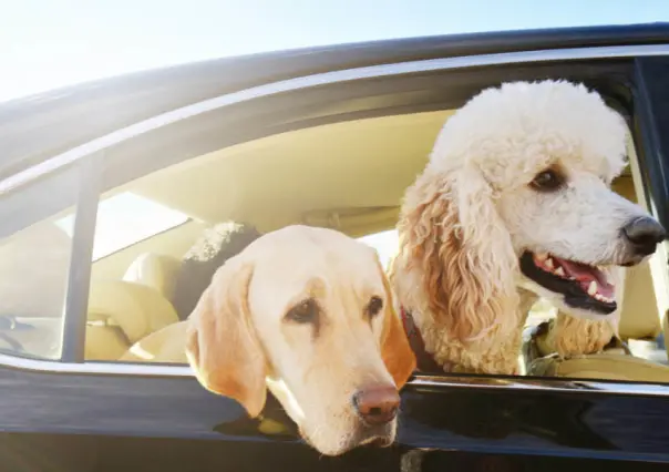 Uber Pet llega a México, la nueva alternativa de movilidad para mascotas