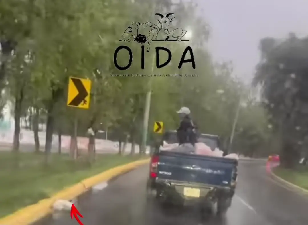 Los sujetos fueron captados arrojando a los gatos en la avenida. Imagen: Captura de pantalla OIDA.