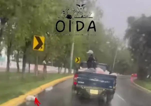 Lanzan a gatos desde vehículo en movimiento; OIDA exige justicia