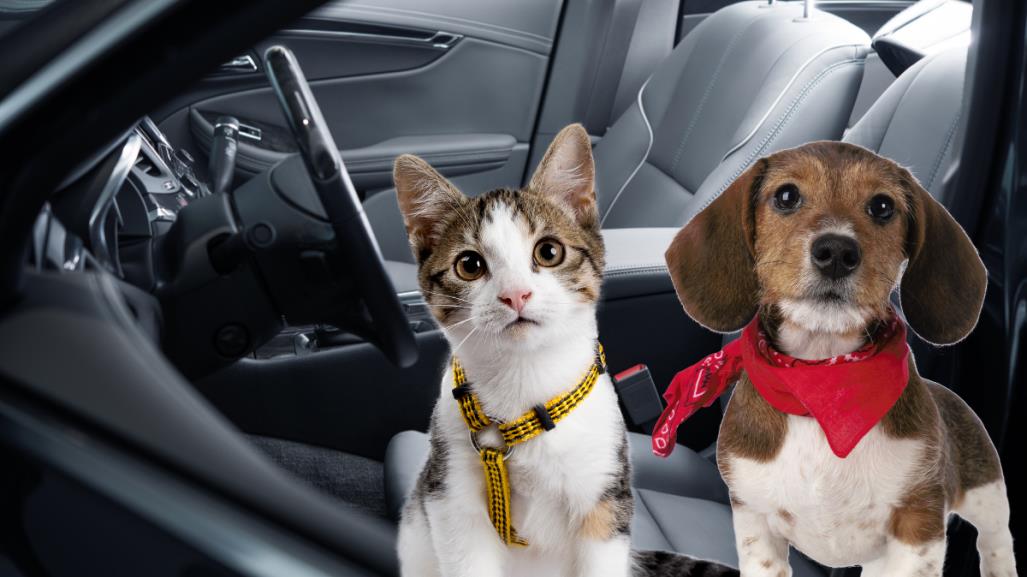 ¿Cómo pedir un Uber Pet para viajar con tu perrito o gatito?