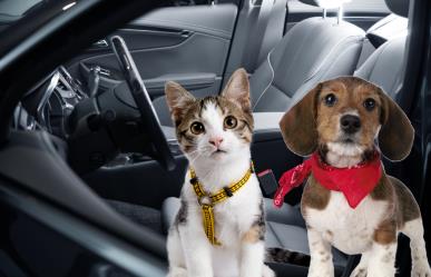 ¿Cómo pedir un Uber Pet para viajar con tu perrito o gatito?