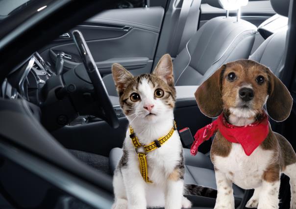 ¿Cómo pedir un Uber Pet para viajar con tu perrito o gatito?