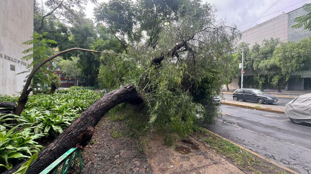 Caen árboles a consecuencia de la fuerte lluvia que despertó a la capital