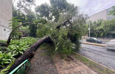 Caen árboles a consecuencia de la fuerte lluvia que despertó a la capital