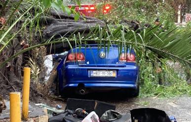 Cae árbol sobre auto con familia, rescataron a bebé y papá pero la mamá murió