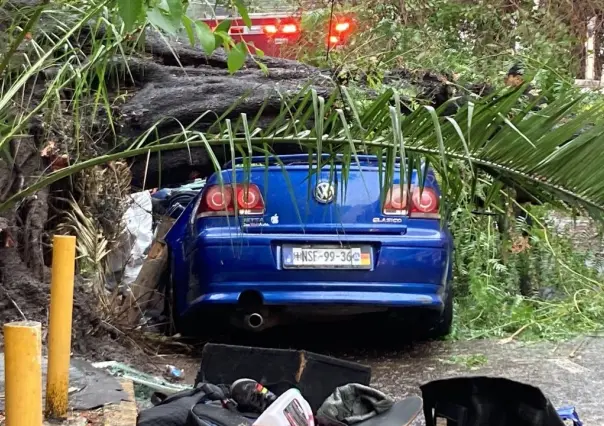 Cae árbol sobre auto con familia, rescataron a bebé y papá pero la mamá murió