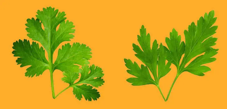 Perejil o cilantro: ¿Cuáles son sus diferencias?