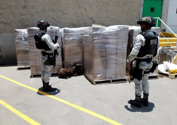 Asegura Guardia Nacional marihuana y metanfetamina en Jalisco