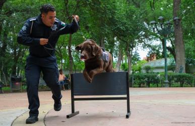 ¡Conoce a los lomitos policías encargados de la seguridad de Saltillo!