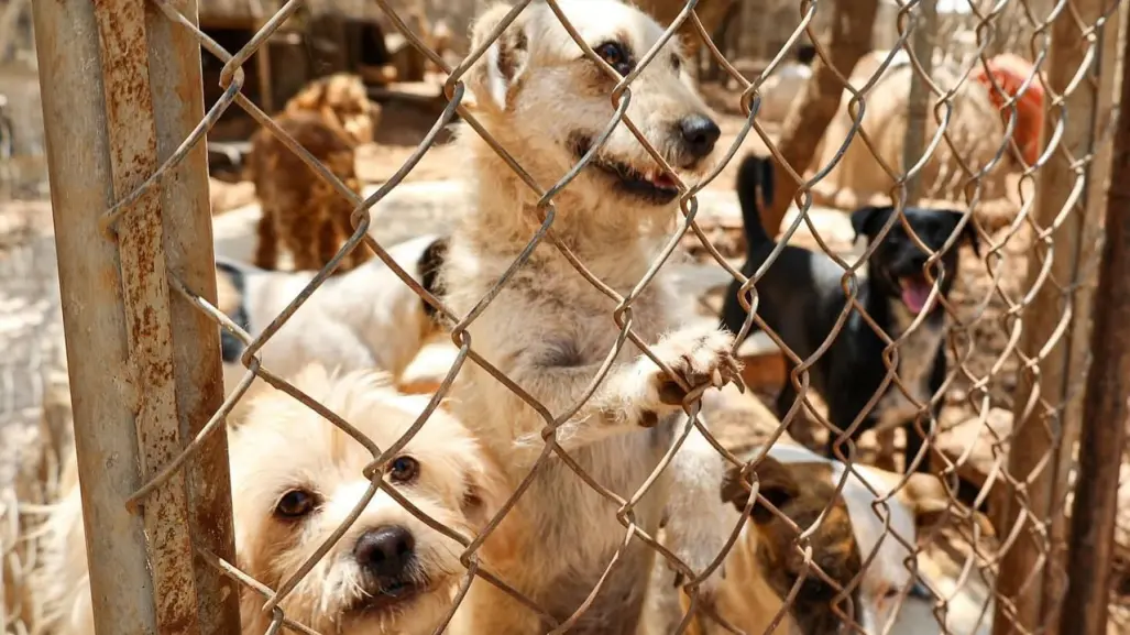 Abandono de mascotas, un problema frecuente en Mérida