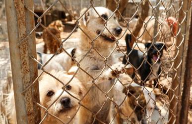 Abandono de mascotas, un problema frecuente en Mérida