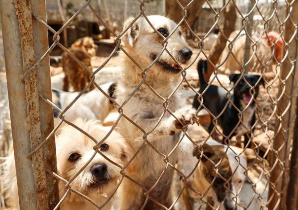 Abandono de mascotas, un problema frecuente en Mérida