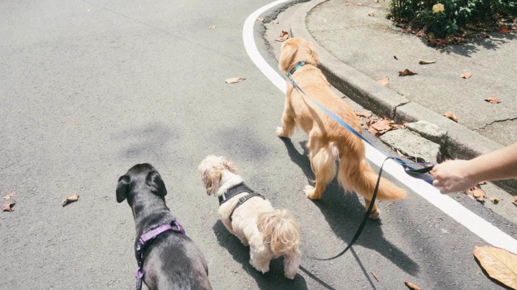 Día del Perro: Invitan a caminata perruna en el Paseo Colón en Torreón